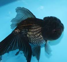 Goldfish Oranda Chocolate Grande (Carassius auratus)