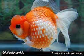 Goldfish Perlado Mediano (Carassius auratus) (copia)