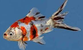 Goldfish Shubunkin (Carassius auratus)
