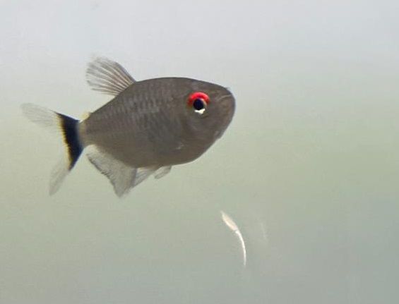 Tetra Ojo Rojo (Moenkhausia filomenae) (copia)