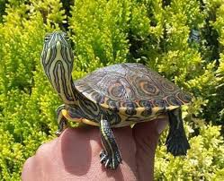 Tortuga Pavorreal (Trachemys scripta venusta) (copia)