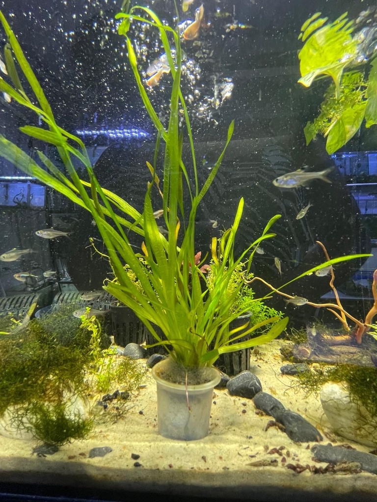 Planta Vallisneria en Maceta (Vallisneria spiralis)