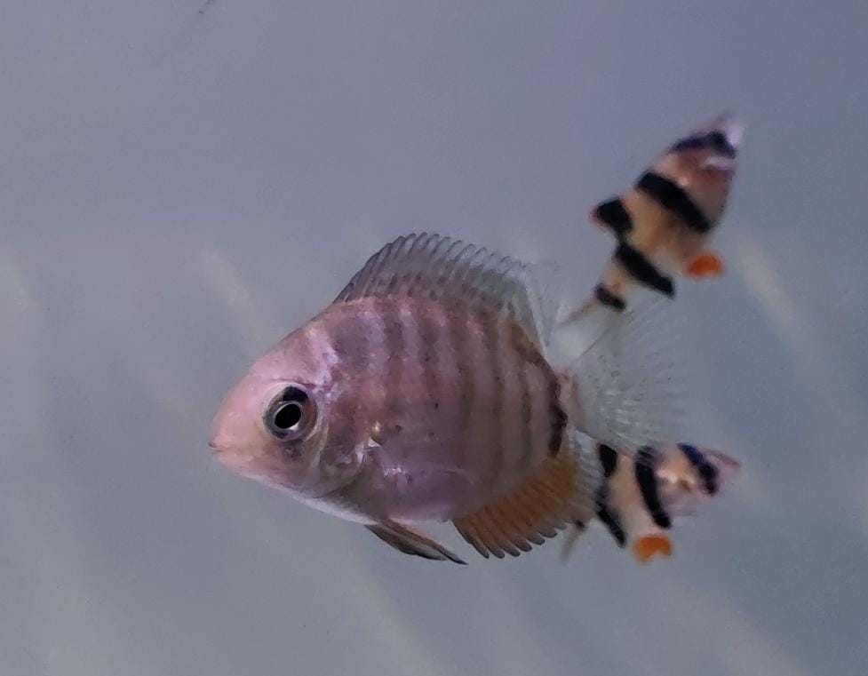 Ciclido Durazno - Gold severum (Heros severum) (copia)