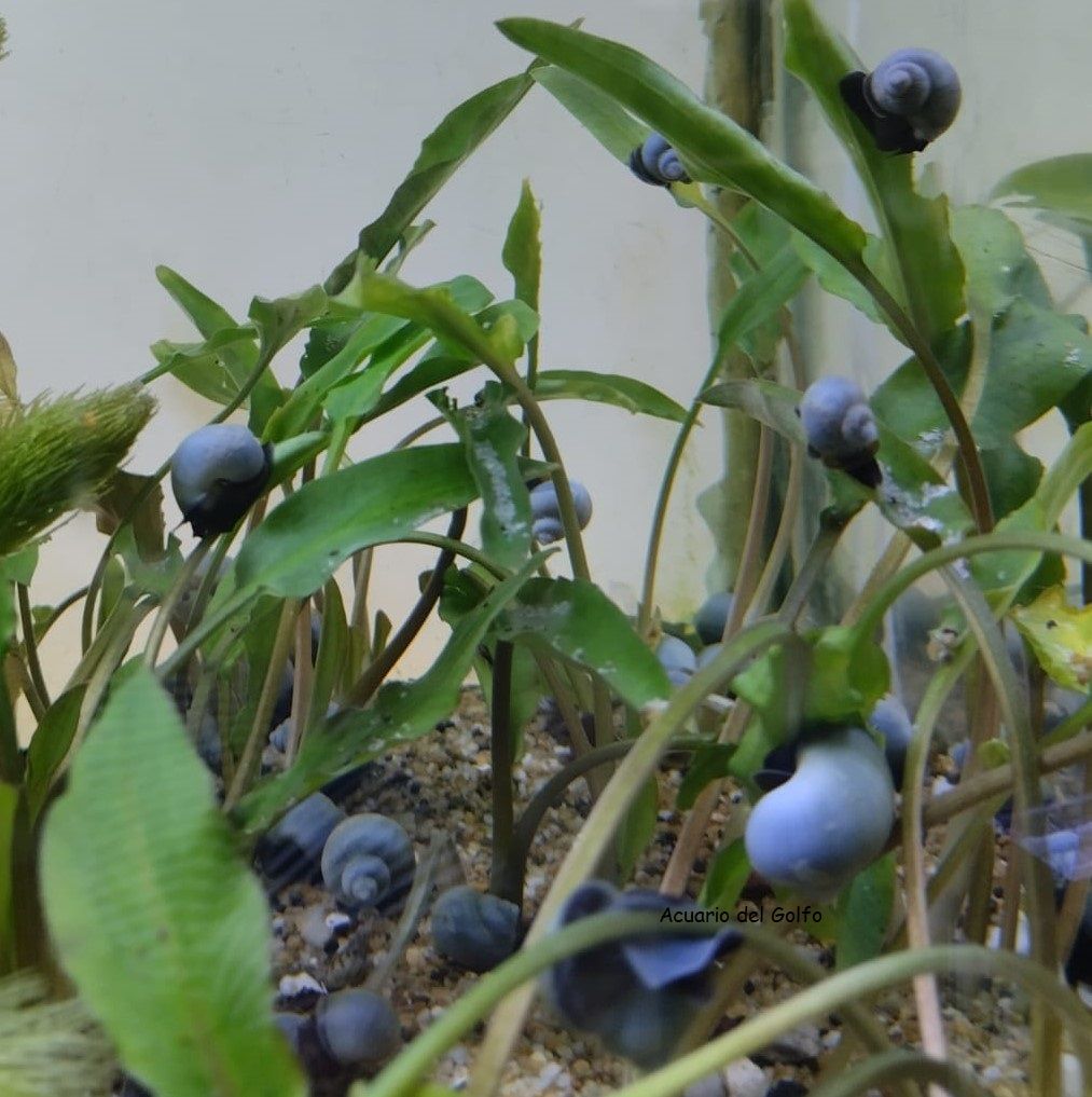 Caracol Azul (Pomacea bridgesii) (copia)