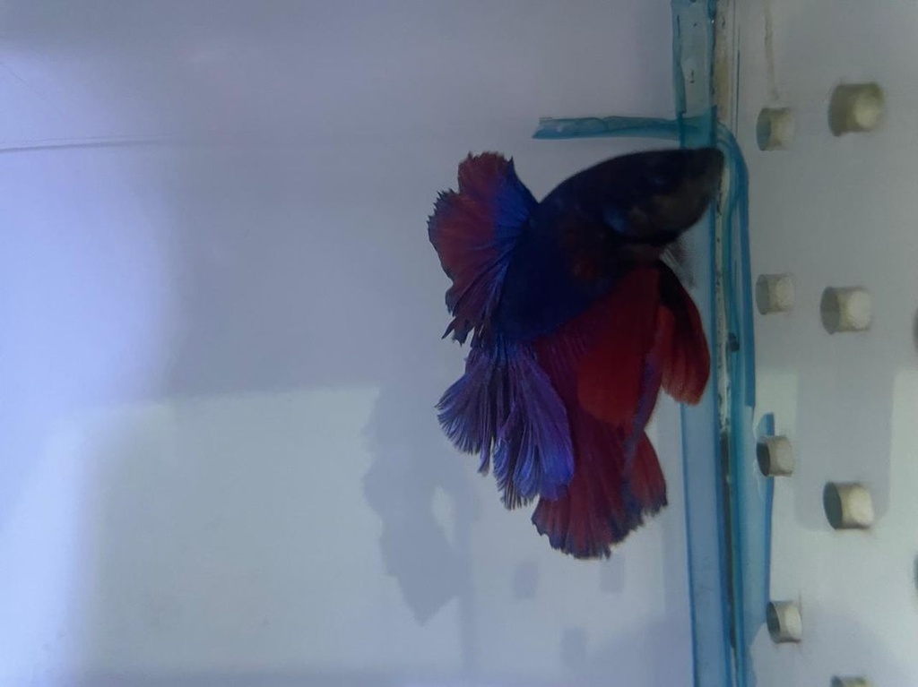 Betta Macho Media Luna Cola de Rosa (Betta splendens)