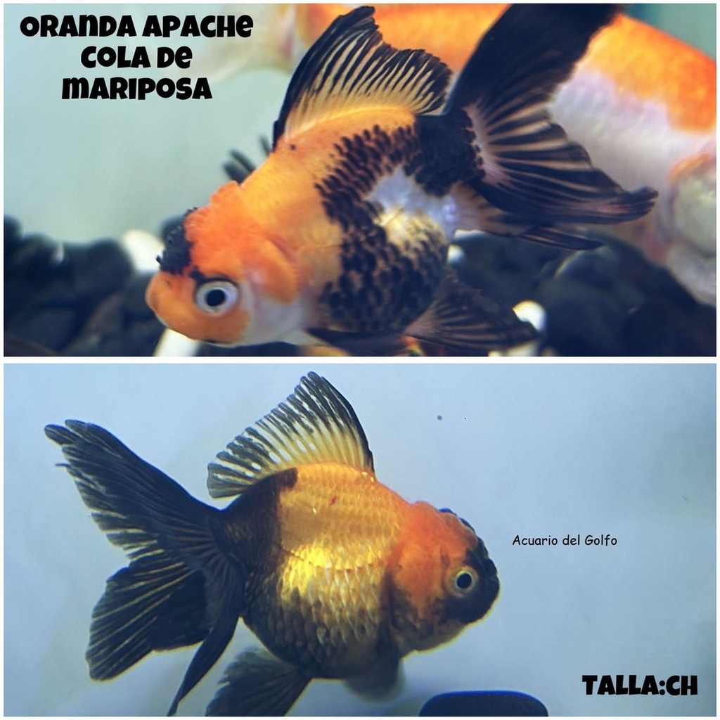 Goldfish Oranda Apache Grande (Carassius auratus) (copia)