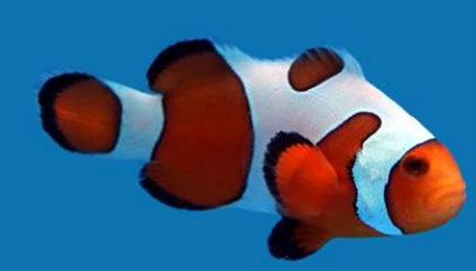 Payaso DaVinci (Amphiprion percula var.)