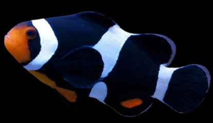 Payaso Darwin (Amphiprion percula var.)