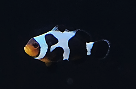 Payaso Mocha Vinci (Amphiprion percula var.)