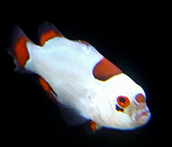 Payaso Ultra Storm (Amphiprion percula var.)