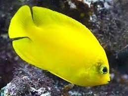 Angel Lemonpeel (Centropyge flavissimus)