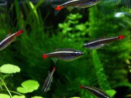 [ALBO] ALBONUBE  (Tanichthys albonubes)