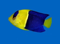 [ANBI] Angel Bicolor Chico (Centropyge bicolor)