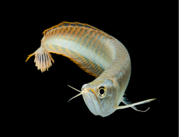 [ARSI] AROWANA SILVER (Osteoglossum bicirrhosum)