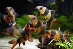 [BOPA] Botia Payaso (Botia macracanthus)