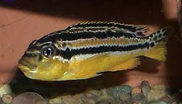 [CICAU] CICLIDO CARAMELO AURATUS (Melanochromis auratus)