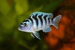 [CIKE] CICLIDO KENYI (Pseudotropheus Lombardoi)