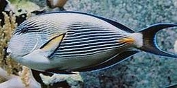 [CISO] CIRUJANO SOHAL (Acanthurus sohal)