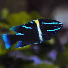 [DANV] DAMICELA NEON VELVET (Neoglyphidodon oxiodon)