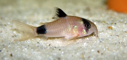 [GAPAN] GATO PANDA (Corydoras panda)