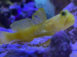 [GOWA] Gobio Watchman Amarillo (Cryptocentrus cinctus)