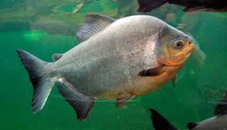 [PARO] PACU ROJA (Colosoma brachypomum)