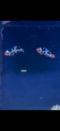 [PAPI] Payaso Picasso (Amphiprion percula var.)