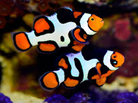 [PAPI] Payaso Picasso (amphiprion ocellaris)