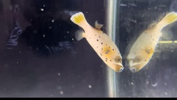 [PUCP] Puffer Cara de Perro (Arothron nigropunctatus)