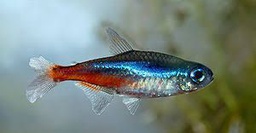 [TENEA] Tetra Neón Azul (Paracheirodon innesi)