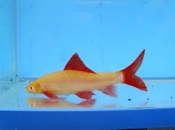 [TIARA] TIBURON ARCOIRIS ALBINO (Epalzeorhynchus frenatus)