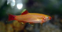 [ALBO] Albonube Albina (Tanichthys albonubes)