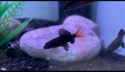 [TICR] TIBURON COLA ROJA CHICO(Epalzeorhynchos bicolor)