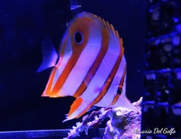[MABC] Mariposa Bandas de Cobre (Chelmon rostratus)