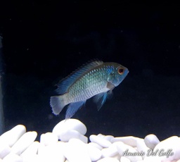 [CIAK] Ciclido Akara Azul (Andinoacara pulcher)
