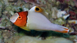 [LOBI] LORA BICOLOR (Cetoscarus bicolor)