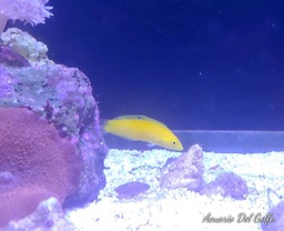 [COAM] WRASSE CORIS AMARILLA (Halichoeres crysus)