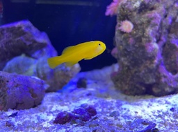 [gopa] GOBIO PAYASO AMARILLO (Gobiodon okinawae)