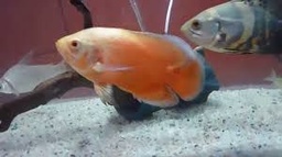 [OSMI] CICLIDO OSCAR ALBINO ROJO (Astronatus ocellatus) (copia)