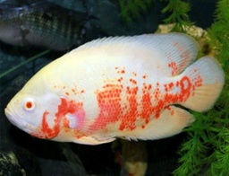 [OSMI] Ciclido Oscar Tigre Albino (Astronatus ocellatus)