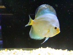 [DIMA] Disco Diamante Azul 2.5 PLg  (Symphysodon aequifasciata)