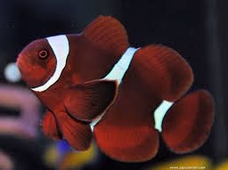 [PAMA] PAYASO MARRON (Premnas biaculeatus) (copia)