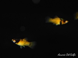 [PLSU] Platy Abeja (Xiphophorus maculatus)