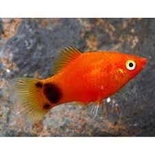 [PLSU] PLATY MIKI MAUS (Xiphophorus maculatus) (copia)