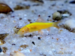 [TIARA] Tiburon Arcoiris Amarillo (Epalzeorhynchus frenatus)