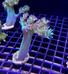[ARKE] Montipora Verde (copia)