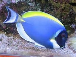 [CIPB] Cirujano Powder Blue (Acanthurus leucosternon) (copia)