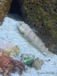 [GODI] Gobio Diamante Md(Valencianna puellaris)