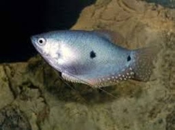 [GOAZ] Gourami Azul (Trichogaster trichopterus) (copia)