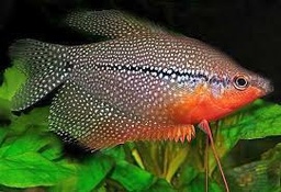 [GOAZ] Gourami Perla (Trichogaster leeri) (copia)